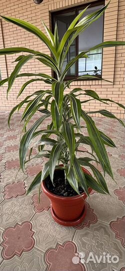 Кордилина