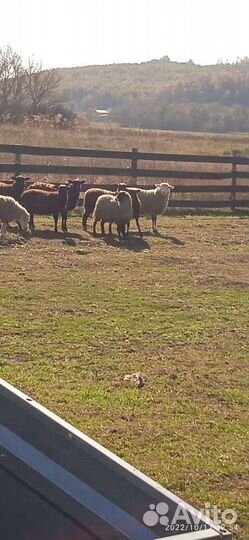 Бараны романовской породы на мясо