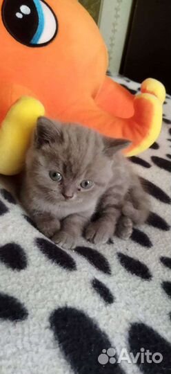 Шотландские вислоухие котята