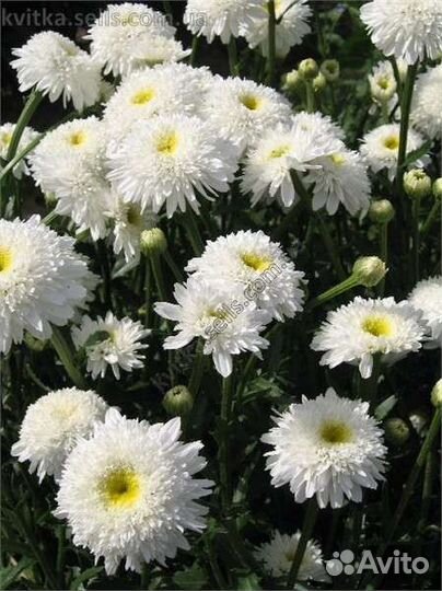 Садовые растения