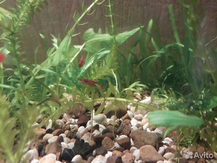 Аквариумные рыбки, креветки