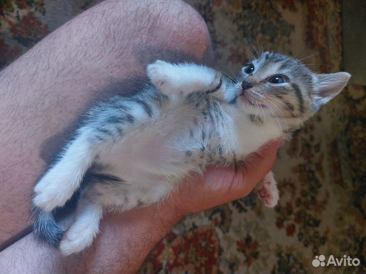 Подарю котёнка