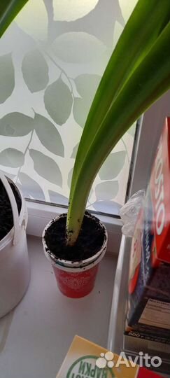 Гиппиаструм