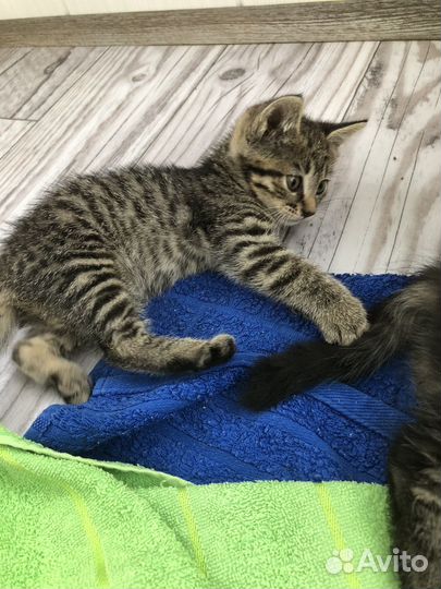 Ищем котику дом