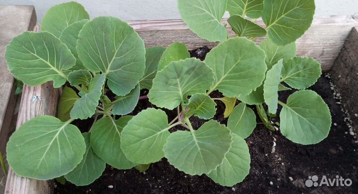 Рассада капусты