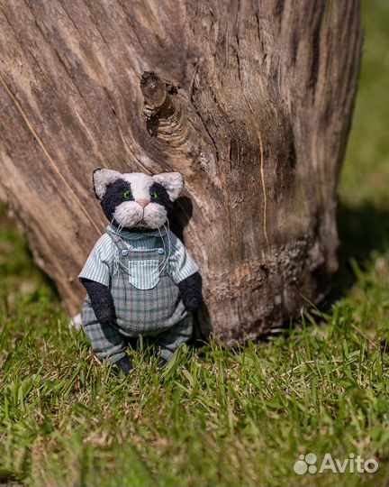 Тедди котик