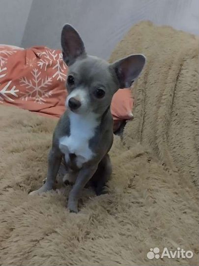 Вязка лиловый чихуахуа