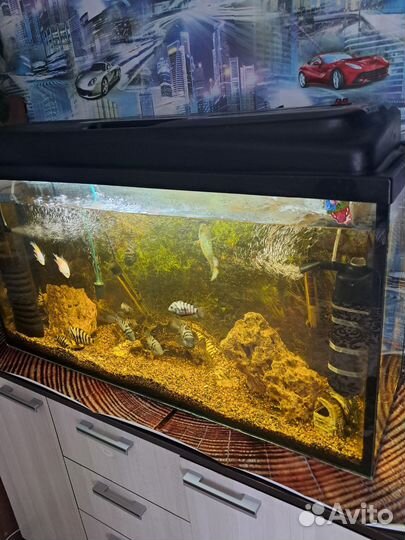 Аквариум