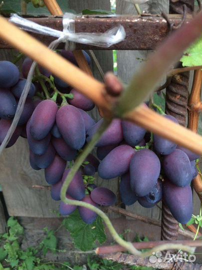 Саженцы винограда