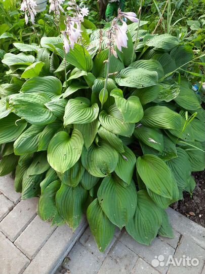 Флоксы, хосты, лилейники, ирисы, примулы