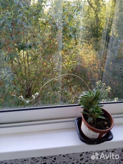 Кактусы и суккуленты