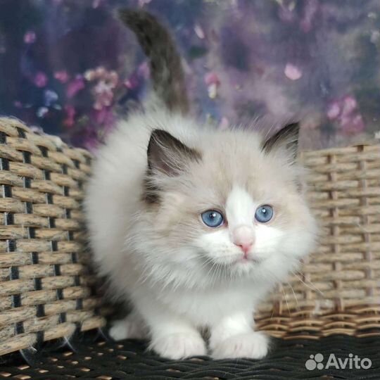 Шоу класс, девочка, ragdoll