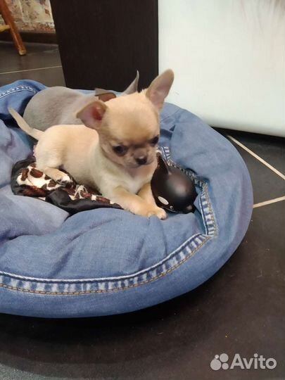 Чихуахуа девочка