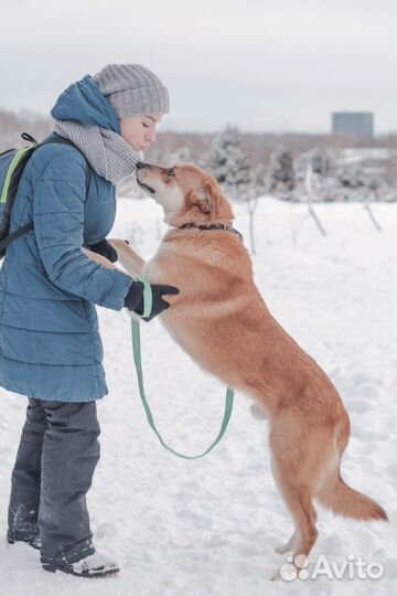 Пес Линч добрый рыжик в добрые руки