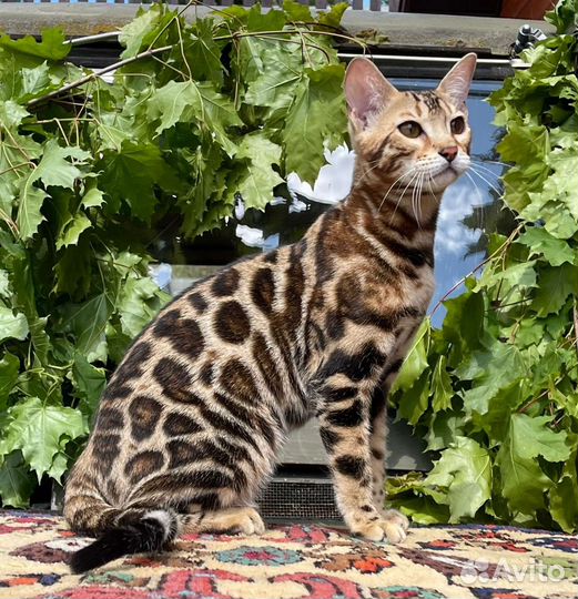 Бенгальские котята