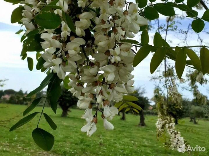 Мед натуральный горный