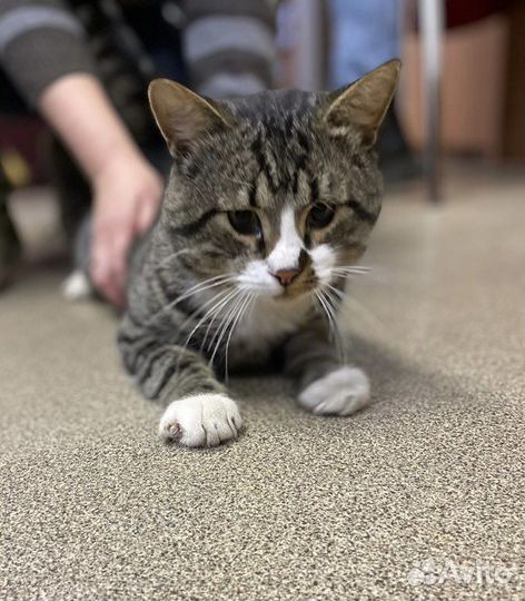 Брутальный кот Василий