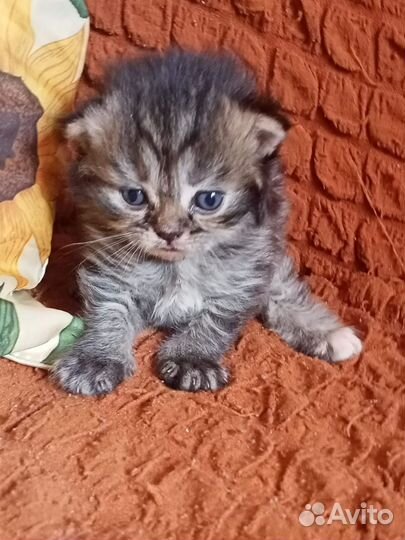 Шотландские котята