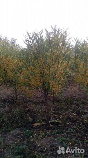 Ива шаровидная