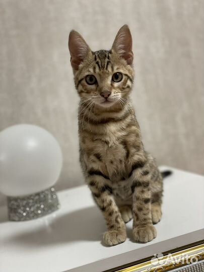 Бенгальский котенок мальчик