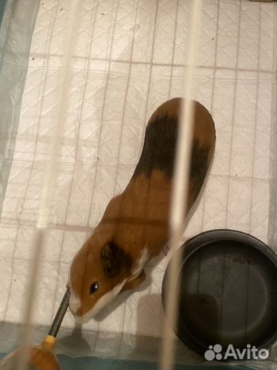 Морская свинка с клеткой