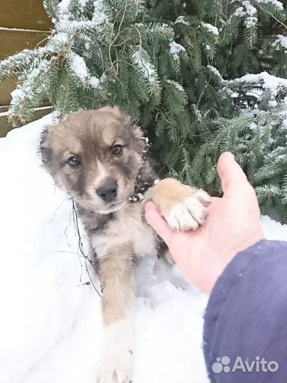 Щенки бесплатно