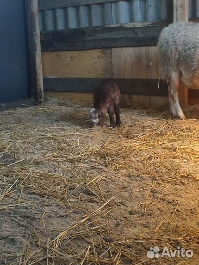 Компаньон на ферму