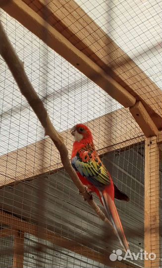Попугай Розелла