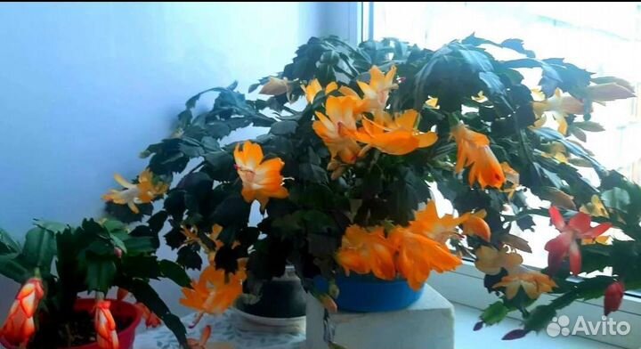 Декабрист шлюмбергера