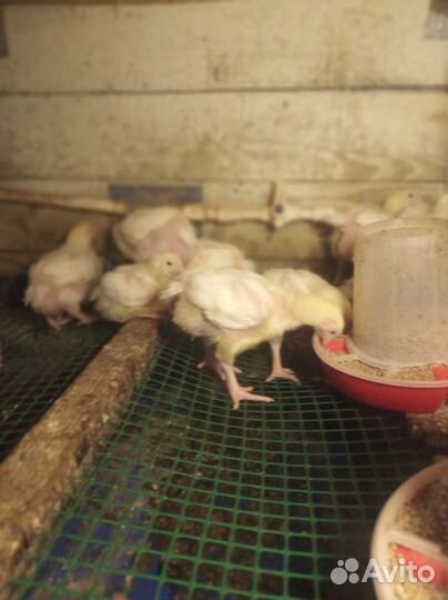 Цыплята бройлеры подрощенные