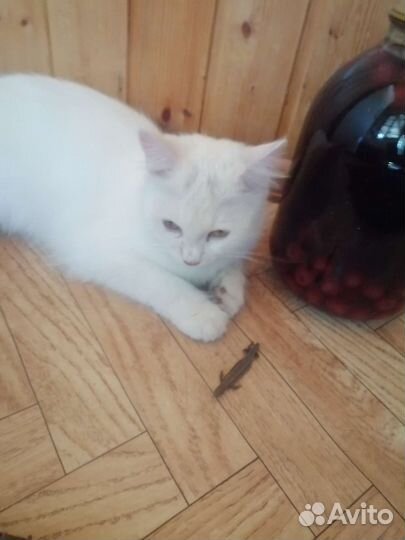 Кошка мышеловка