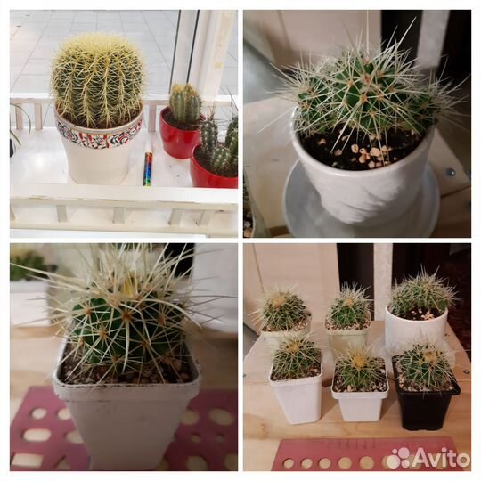 Кактус Эхинокактус Грузони (grusonii)