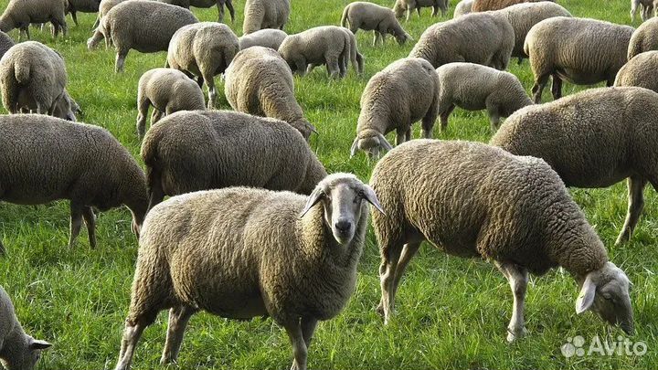 Овцы бараны