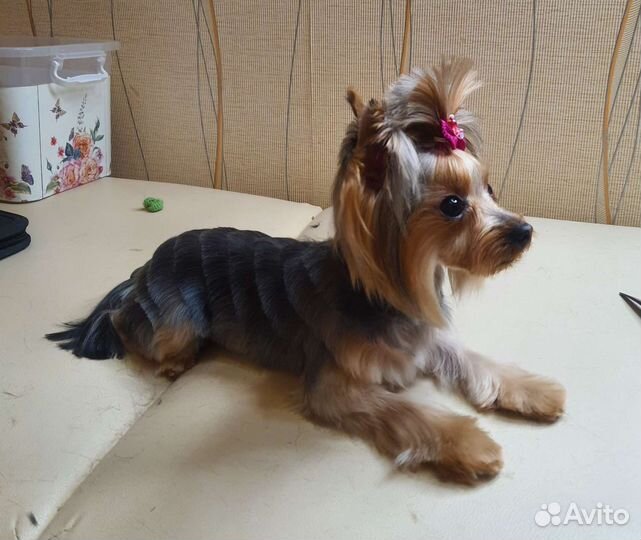 Груминг. Стрижка собак и кошек