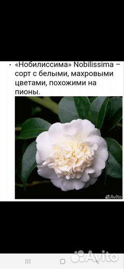 Камелия саженцы