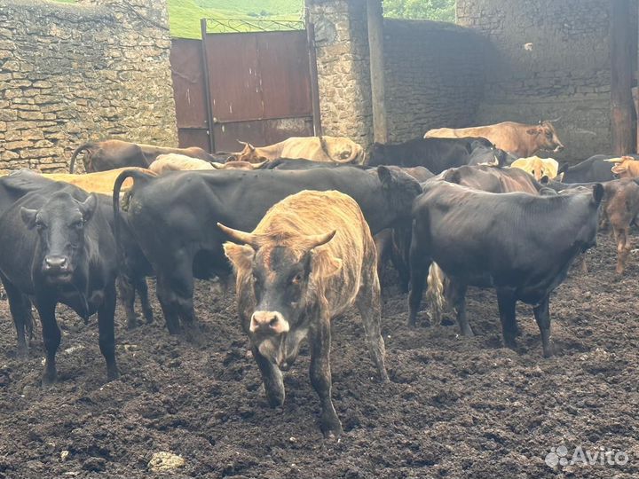 Коровы, телята