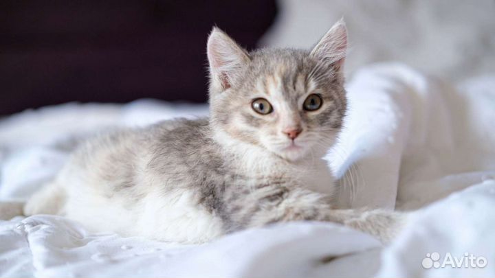 Кошка Маргоша