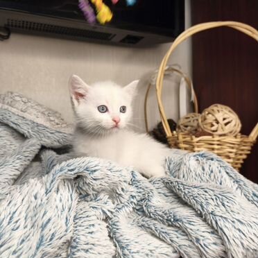 Турецкая ангора котёнок