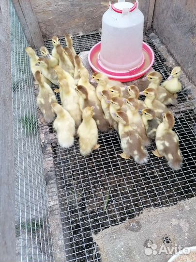 Индоутята тяжёлой линии разных возрастов