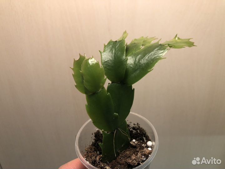 Суккуленты