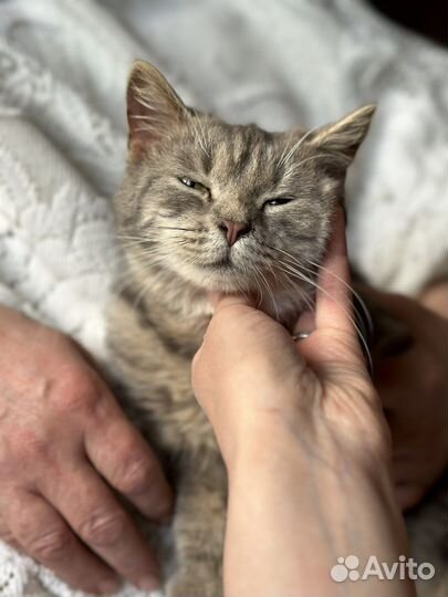 Кошка в дар бесплатно