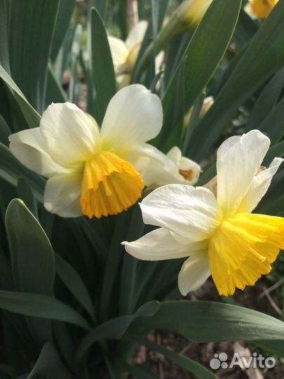 Луковицы нарциссов