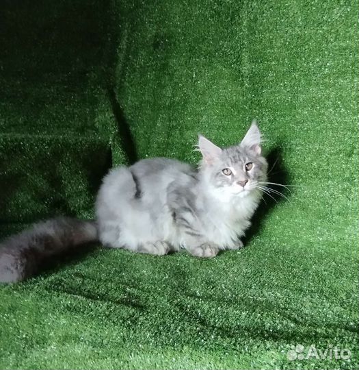 Мейн кун девочки и мальчики