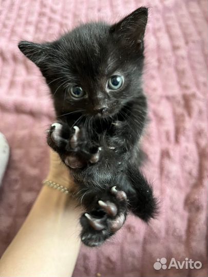 Котик