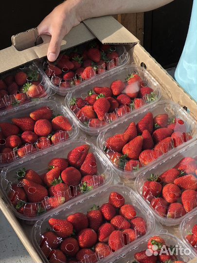 Свежая клубника (Армения )