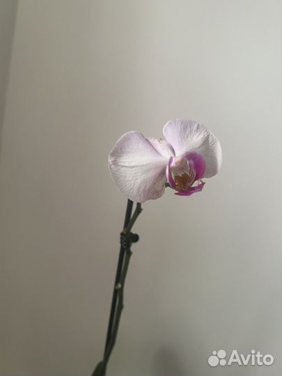 Орхидея фаленопсис