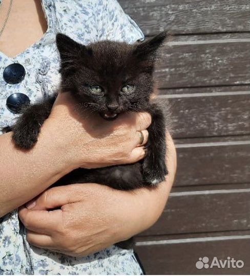 Котенок девочка 1,5 мес в дар