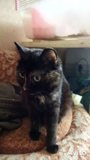 Кошечка стерилизованная