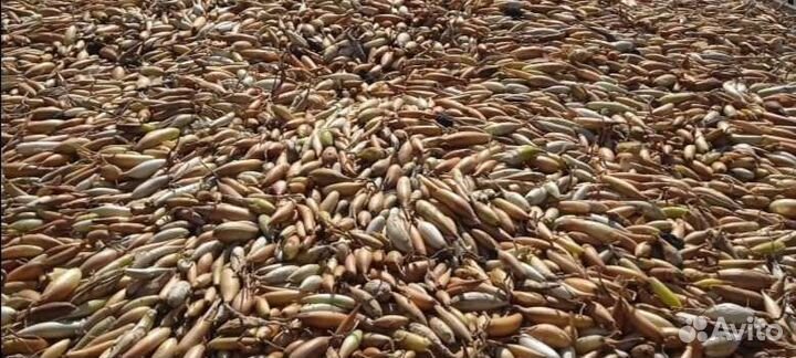 Лук севок оптом