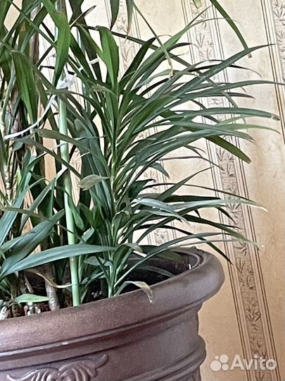 Пальма драцена